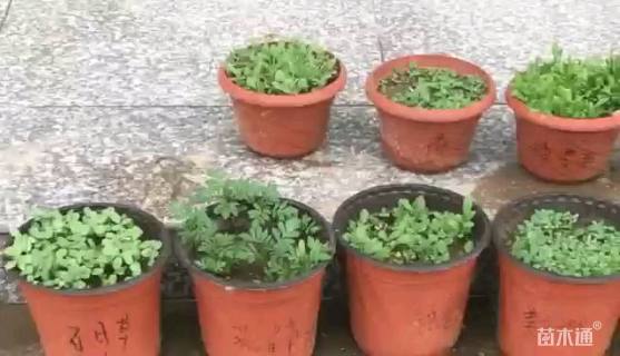 委陵菜地被耐阴植物委陵菜种子