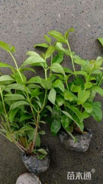 高度40厘米欧洲荚蒾