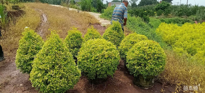 冠幅70厘米千层金球