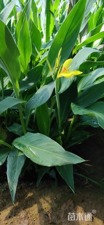 高度30厘米水生美人蕉