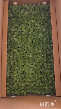 高度5厘米洋桔梗