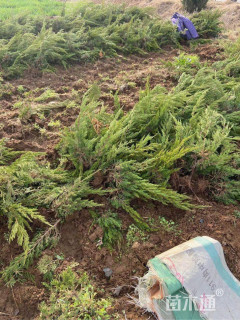 高度35厘米小龙柏