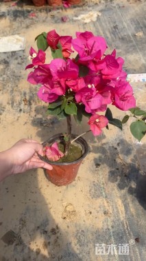 高度30厘米三角梅