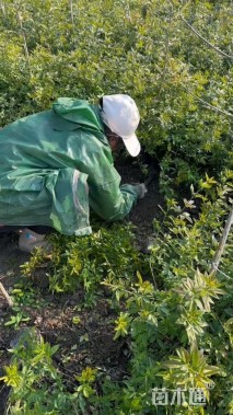 高度20厘米云南黄馨