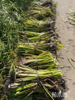 高度30厘米梭鱼草