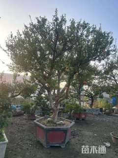 高度260厘米石榴