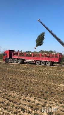 高度700厘米雪松