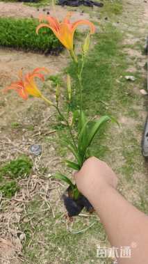 高度25厘米大花萱草