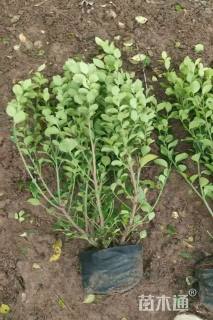 冠幅30厘米卫矛球