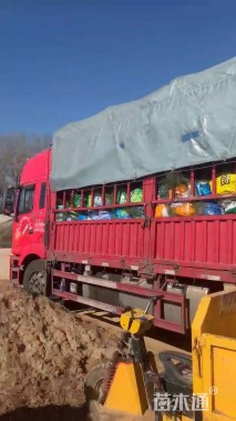 高度80厘米小兔子狼尾草