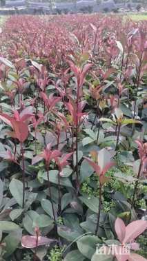 高度35厘米红叶石楠小苗