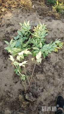 高度70厘米金叶接骨木