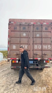 高度50厘米向日葵