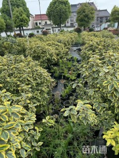 高度50厘米胡颓子