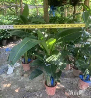 高度110厘米鹤望兰