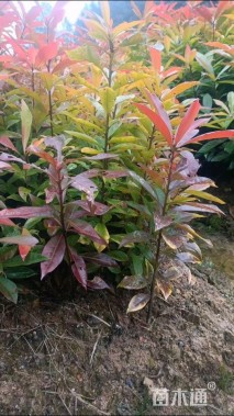 高度30厘米木荷小苗