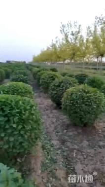 高度130厘米丁香