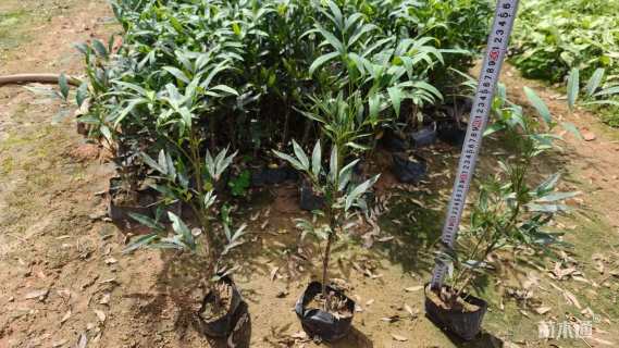 高度40厘米十大功劳