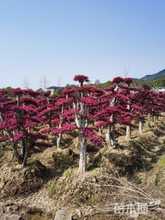 20公分造型红花继木桩