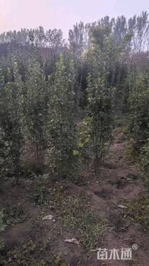 高度80厘米北海道黄杨