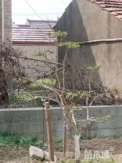 高度150厘米瓜子黄杨