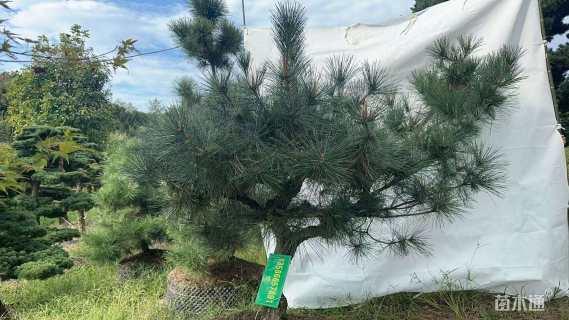 高度130厘米黑松