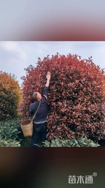 15公分红叶石楠