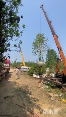 高度700厘米(5杆)丛生白蜡