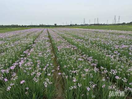 高度25厘米紫娇花