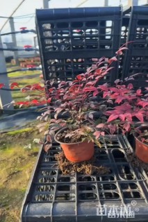 高度15厘米红天竹