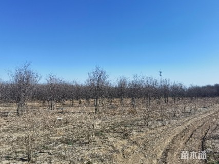 高度600厘米丛生三角枫