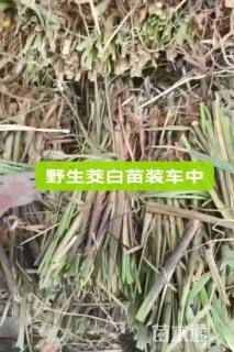 高度60厘米茭笋