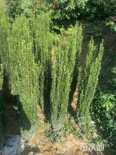 高度120厘米直立冬青