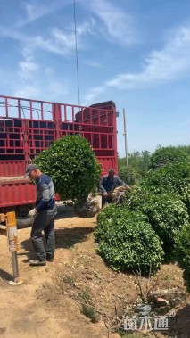 高度150厘米卫矛