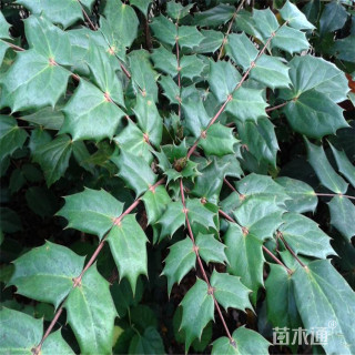 高度50厘米十大功劳小苗