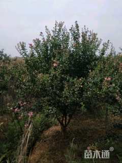 高度400厘米红花紫薇