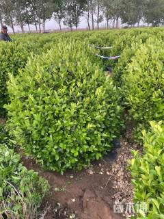 高度160厘米卫矛