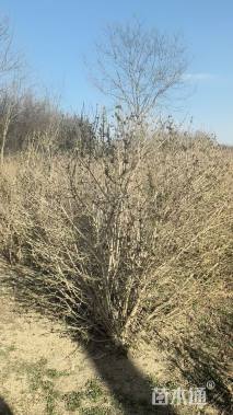 高度150厘米金银木球