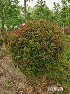 冠幅100厘米红叶石楠球