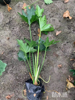 高度50厘米仙羽蔓绿绒