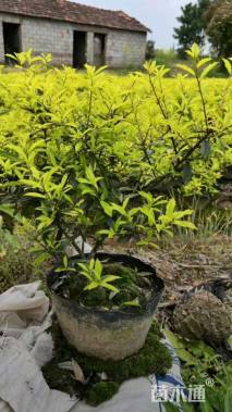 高度45厘米黄金枸骨