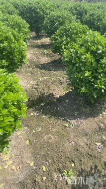 冠幅100厘米大叶黄杨球