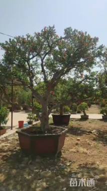 高度3.5厘米石榴