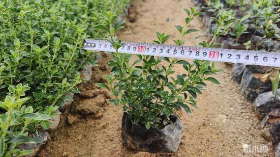 高度25厘米金边六月雪