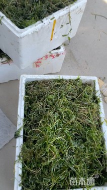 高度50厘米菹草