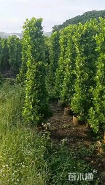 高度180厘米火山榕