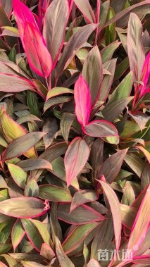 高度25厘米红叶朱蕉