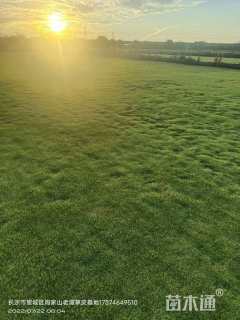 草卷状马尼拉草