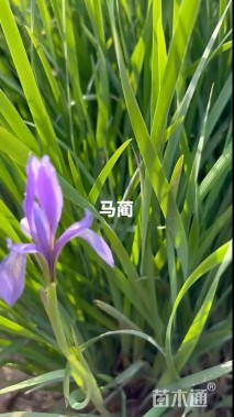 高度50厘米马莲