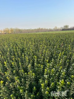 高度50厘米卫矛